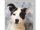 Adopt Ivy a Black - with White Australian Cattle Dog  Jack Russe