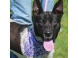 Adopt Hazel a Border Collie Australian Cattle Dog (Blue Heeler)