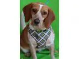 Adopt Sandy a BrownChocolate - with White Beagle  Mixed dog in A