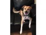 Adopt Murphy a Shepherd Catahoula Leopard Dog
