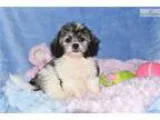 CHLOE ShihChon Puppy in Virginia
