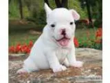 French Bulldog Puppies