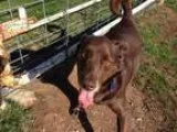 Adopt Bingo a Labrador Retriever