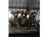 Adopt Puppies a BrownChocolate - with White Boxer Hound (Unknow