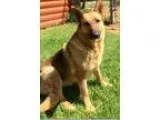 Adopt Found a German Shepherd Dog