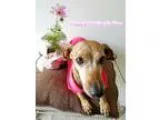Adopt Willow (GREAT WITH CATS and KIDS) a TanYellowFawn - with W