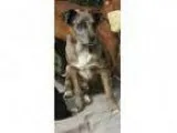 Adopt Pepper a Catahoula Leopard Dog