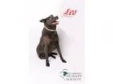 Adopt Leo a BrownChocolate Shepherd (Unknown Type)  Rottweiler  