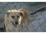 Adopt Snickers a Catahoula Leopard Dog Husky