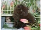 Chocolate Doll Face Persian