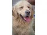 Adopt Russo 687 a RedGoldenOrangeCh estnut Golden Retriever  Mix