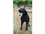 Adopt Max a Labrador Retriever