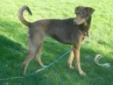 Adopt Tess a BrownChocolate - with Tan Doberman Pinscher  Mixed 