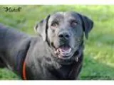 Adopt Hutch a Labrador Retriever