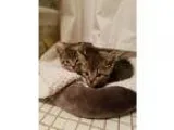 Adopt Thing Two a Brown or Chocolate Domestic Shorthair  Mixed c