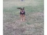 Adopt Ruby a German Shepherd Dog