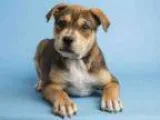Adopt CHRIS a BrownChocolate Rottweiler Mixed dog in Phoenix AZ
