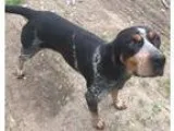 Adopt Prince a Bluetick Coonhound  Mixed dog in Ashtabula OH (15