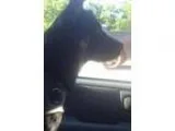 Adopt Max a German Shepherd Dog