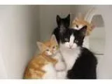 Adopt CONDO 8 a Black and White or Tuxedo Domestic Shorthair (sh