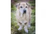 Adopt Honey Bea a Jack Russell Terrier Corgi