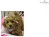 Sarabi Cute Poodle Puppy for Sale in NY