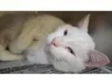 Adopt Casper a White Domestic Shorthair  Mixed (short coat) cat 