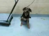 Adopt PHANTOM a German Shepherd Dog Rottweiler Mixed dog in Tu