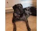 Adopt Foster a Catahoula Leopard Dog Labrador Retriever