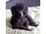 Adopt Pierre a Poodle