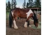 Flashy GypsyFriesian cross for sale