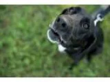 Adopt Bella a Labrador Retriever