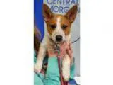 Adopt Available 513 Pippi a RedGoldenOrangeCh estnut - with Whit