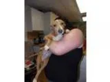 Adopt Scout a RedGoldenOrangeCh estnut Labrador Retriever  Mixed