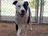 Adopt VALENTINE a American Pit Bull Terrier  Mixed dog in Santa 