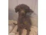Adopt Yoyo a Poodle