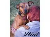 Adopt Vlad a RedGoldenOrangeCh estnut Labrador Retriever  Beagle