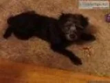Black poodle puppy very lovable