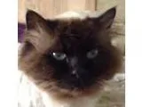 Adopt Ziggy a Persian  Mixed (medium coat) cat in LaJolla CA (15