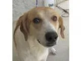 Adopt Madeline a White - with Brown or Chocolate Great Pyrenees 