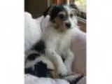 Adopt CHARLIE a Jack Russell Terrier