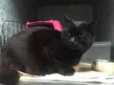 Adopt Tilly a All Black Domestic Mediumhair  Mixed (medium coat)