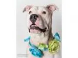 Adopt LUCY a Pit Bull Terrier  Mixed dog in Sacramento CA (15497