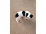 Adopt Alfie a Jack Russell Terrier