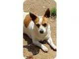 Adopt Scooby a White - with Red Golden Orange or Chestnut Jack R