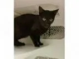 Adopt CONDO a All Black Domestic Shorthair (short coat) cat in