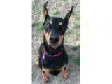 Adopt Angel a Black - with Tan Yellow or Fawn Doberman Pinscher 