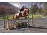 Thoroughbred Gelding will go in any ring