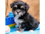 Fudgie AKC