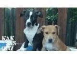 Adopt Danny a Black - with White American Pit Bull Terrier  Mixe